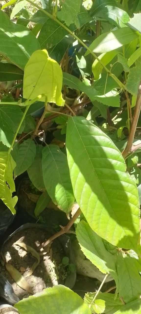 Mudas de banana da terra , parreira e cacau - Foto 6