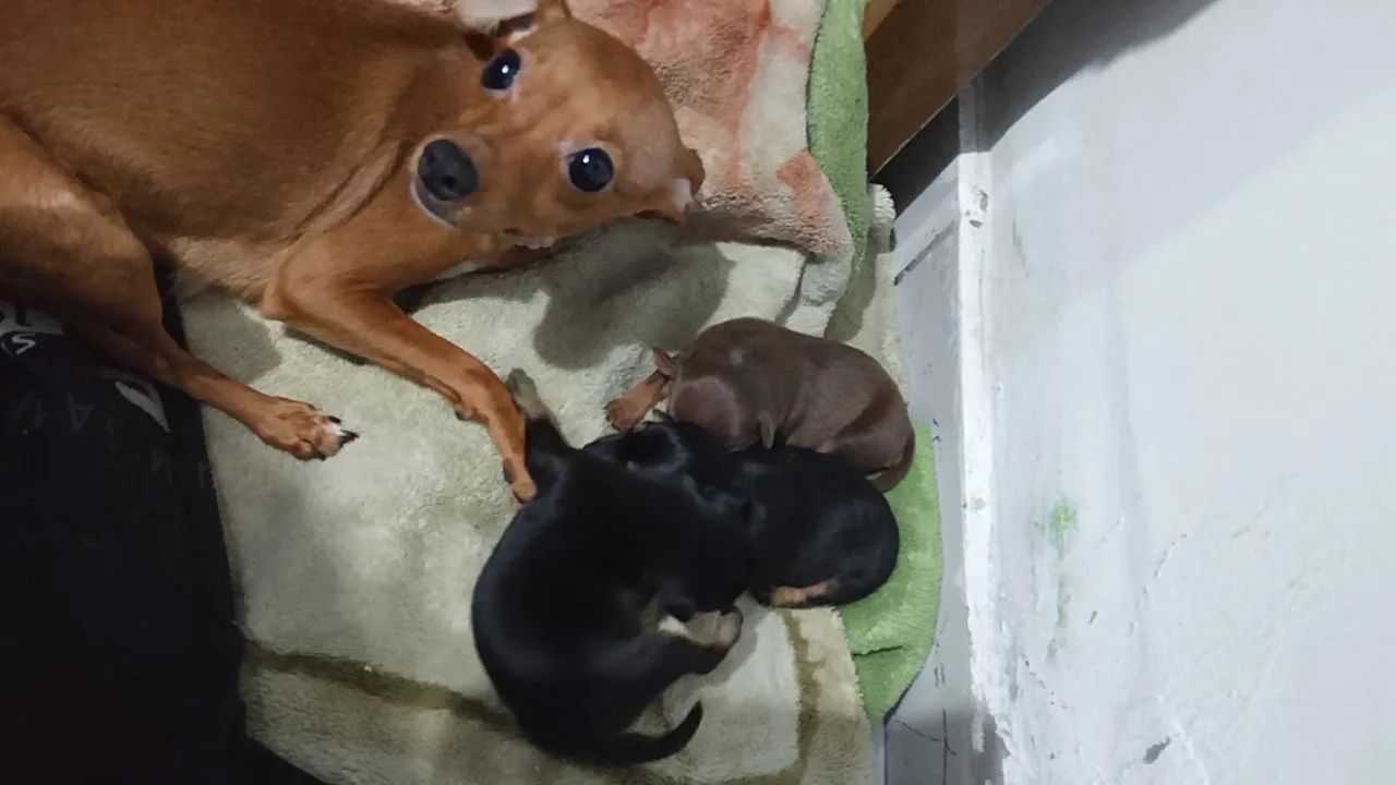 Pinscher zero  - Foto 4
