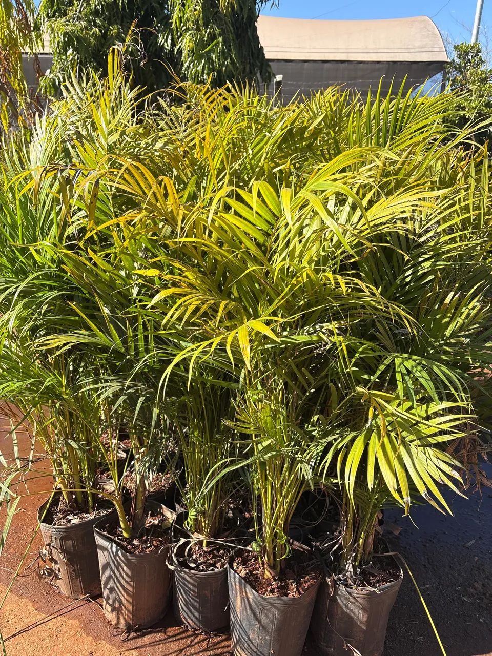 Mudas de Areca bambu