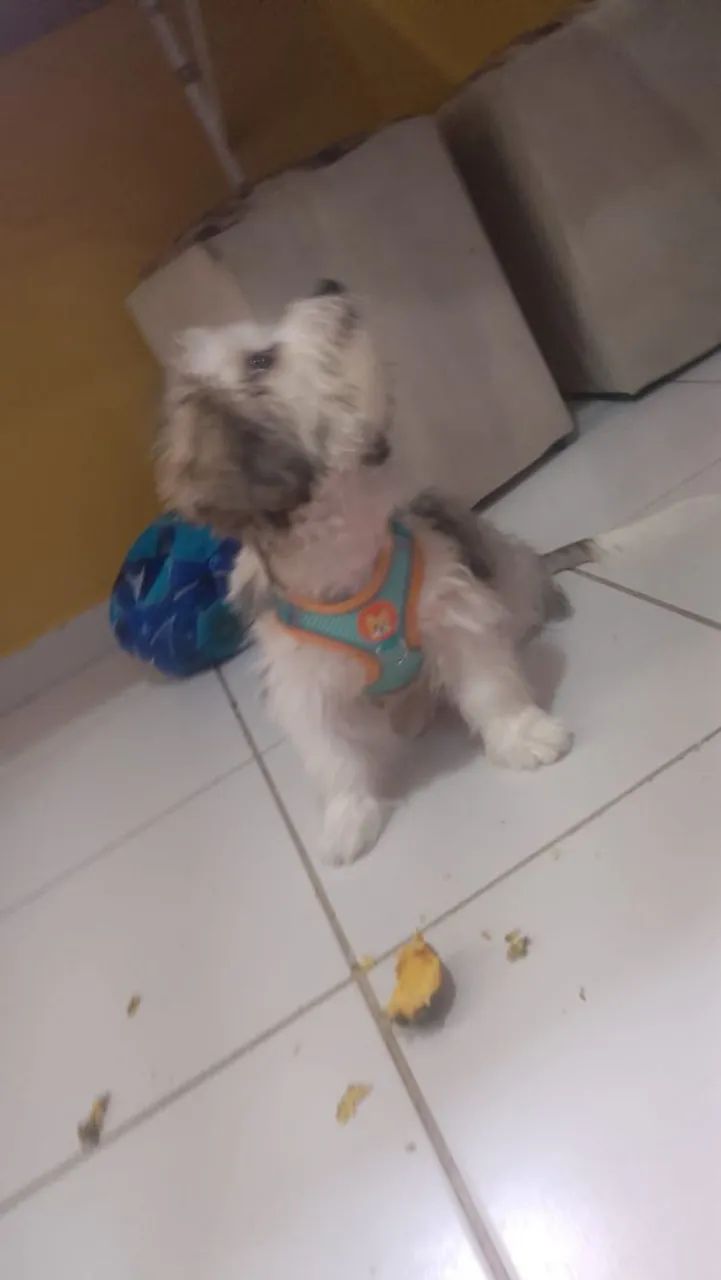 CACHORRO LHASA APSO ORIGINAL  - Foto 4