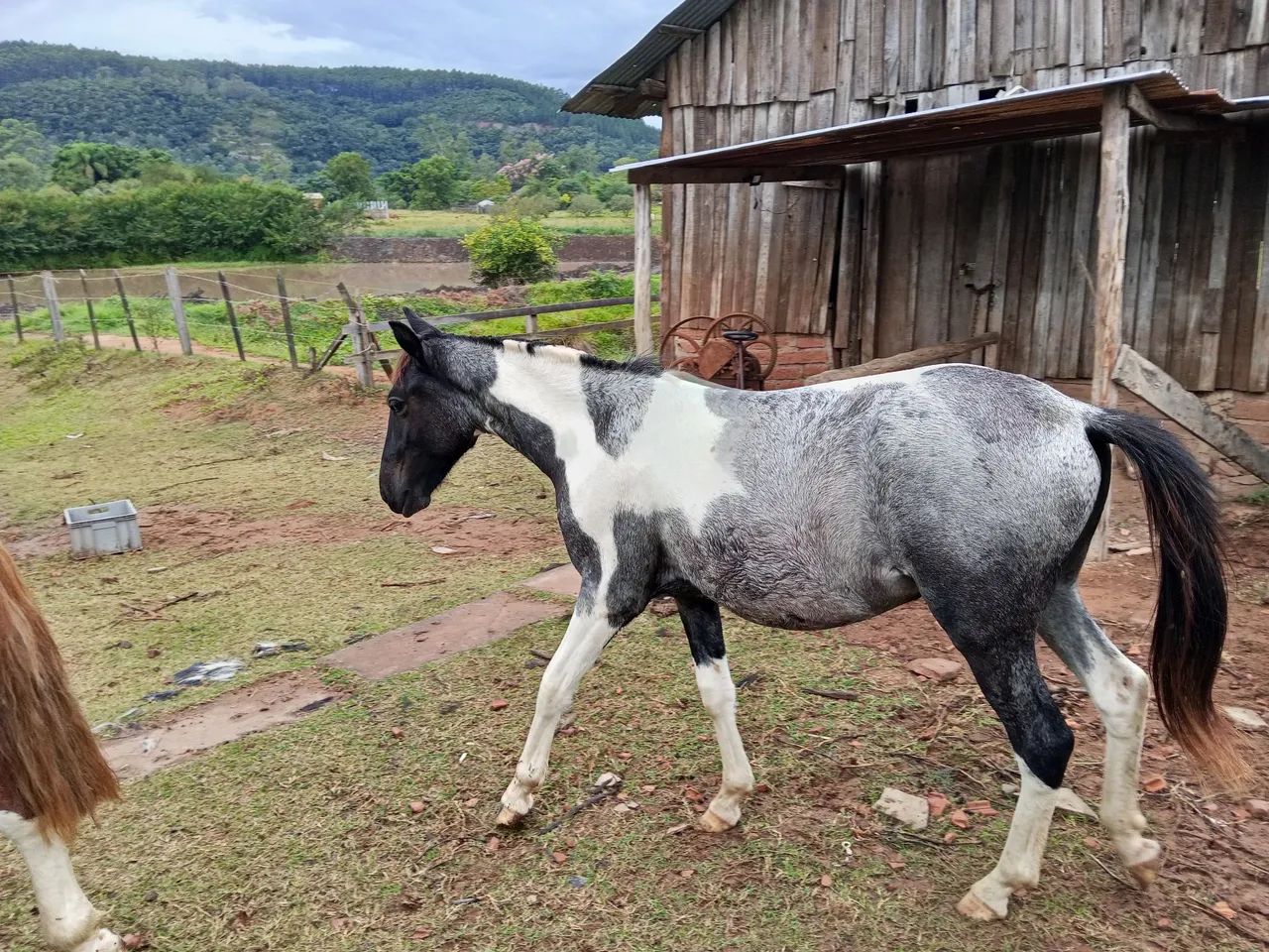 Potro diferenciado - Foto 6