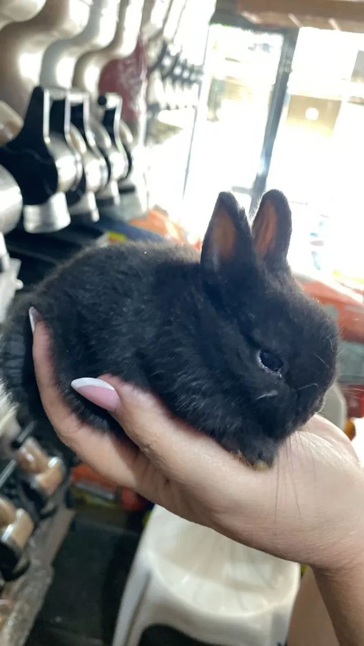 Mini coelho  - Foto 2