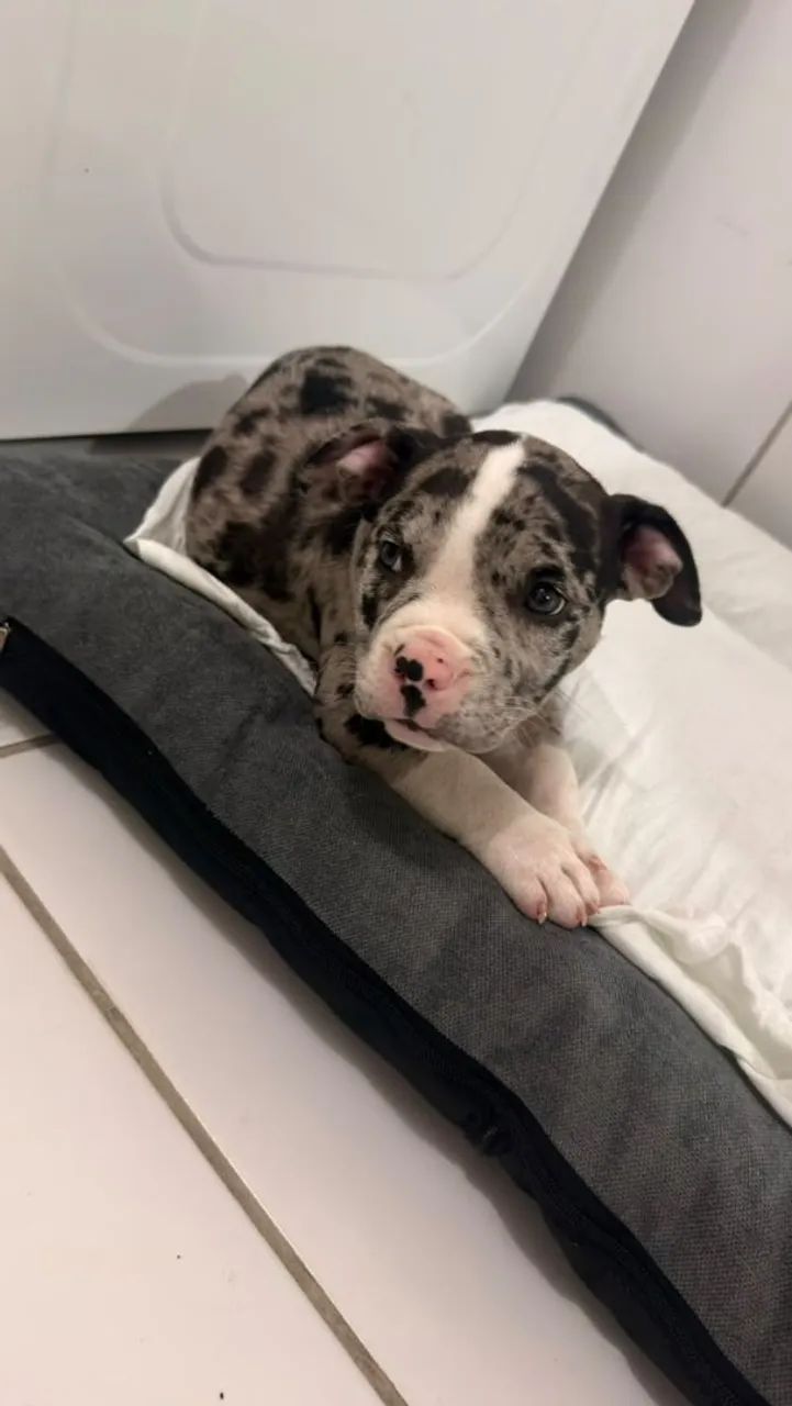 Pet Exotic Bully (Black Merle) - Foto 4