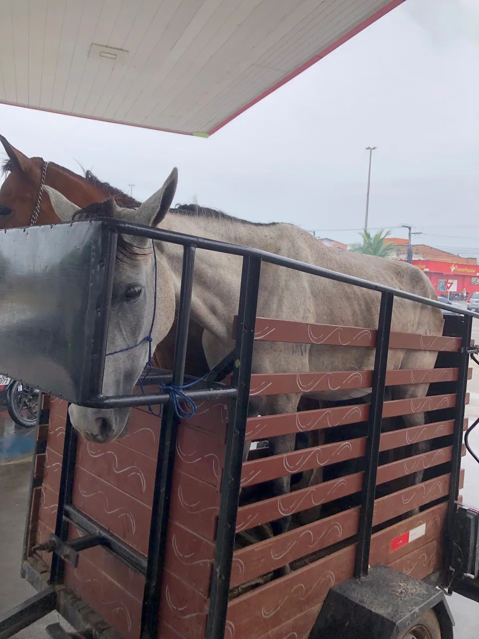 Cavalo de raça  - Foto 3