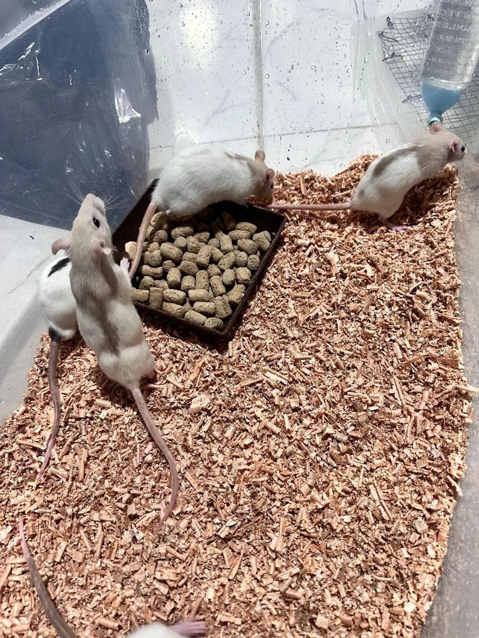 Duas Ratinhas Twister - Foto 5