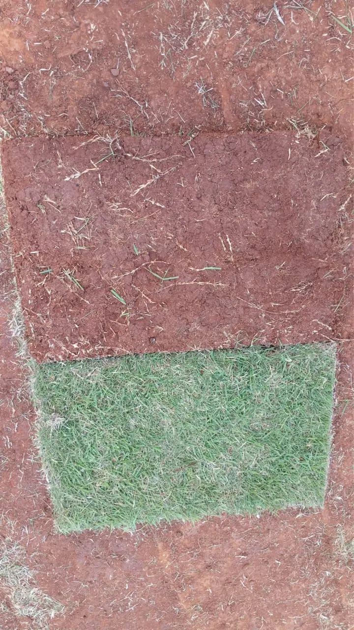 Grama esmeralda  - Foto 5