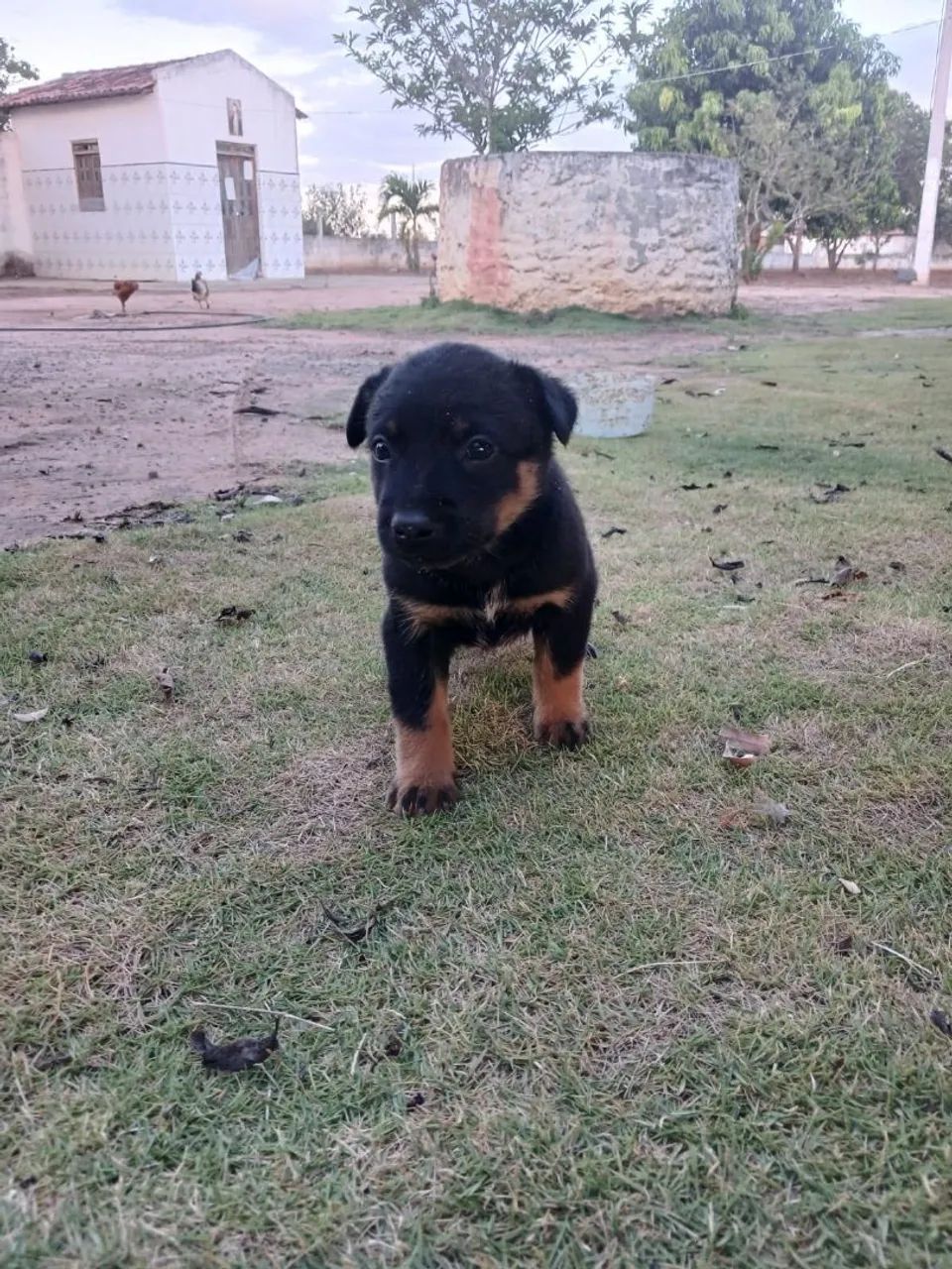 Filhotes de Blue Heeler - Foto 2