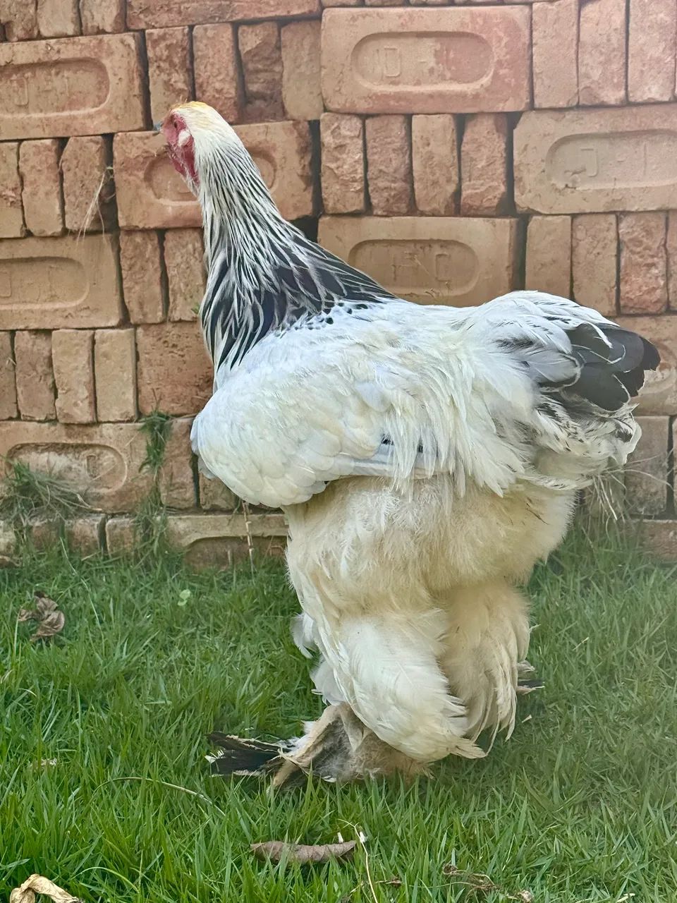 Frango Brahma Light  - Foto 3