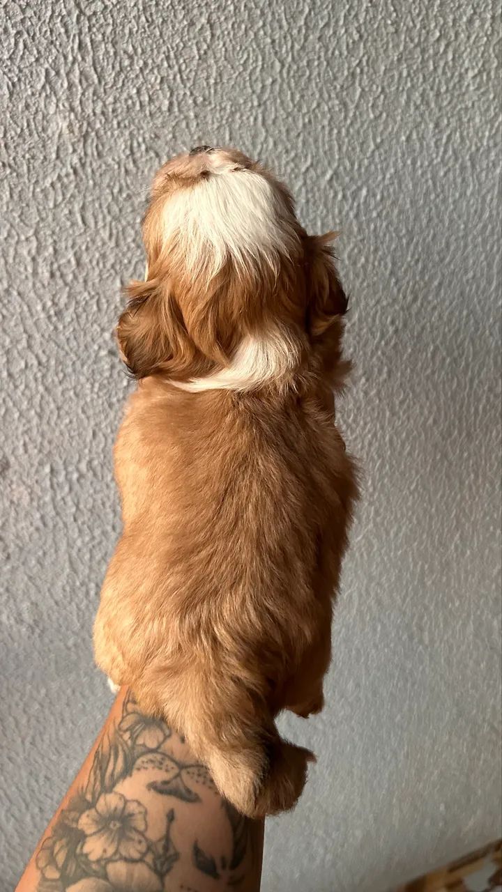 Shih tzu Mini - MACHO - Foto 3