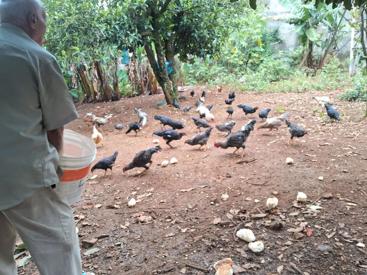 Aves - Foto 2