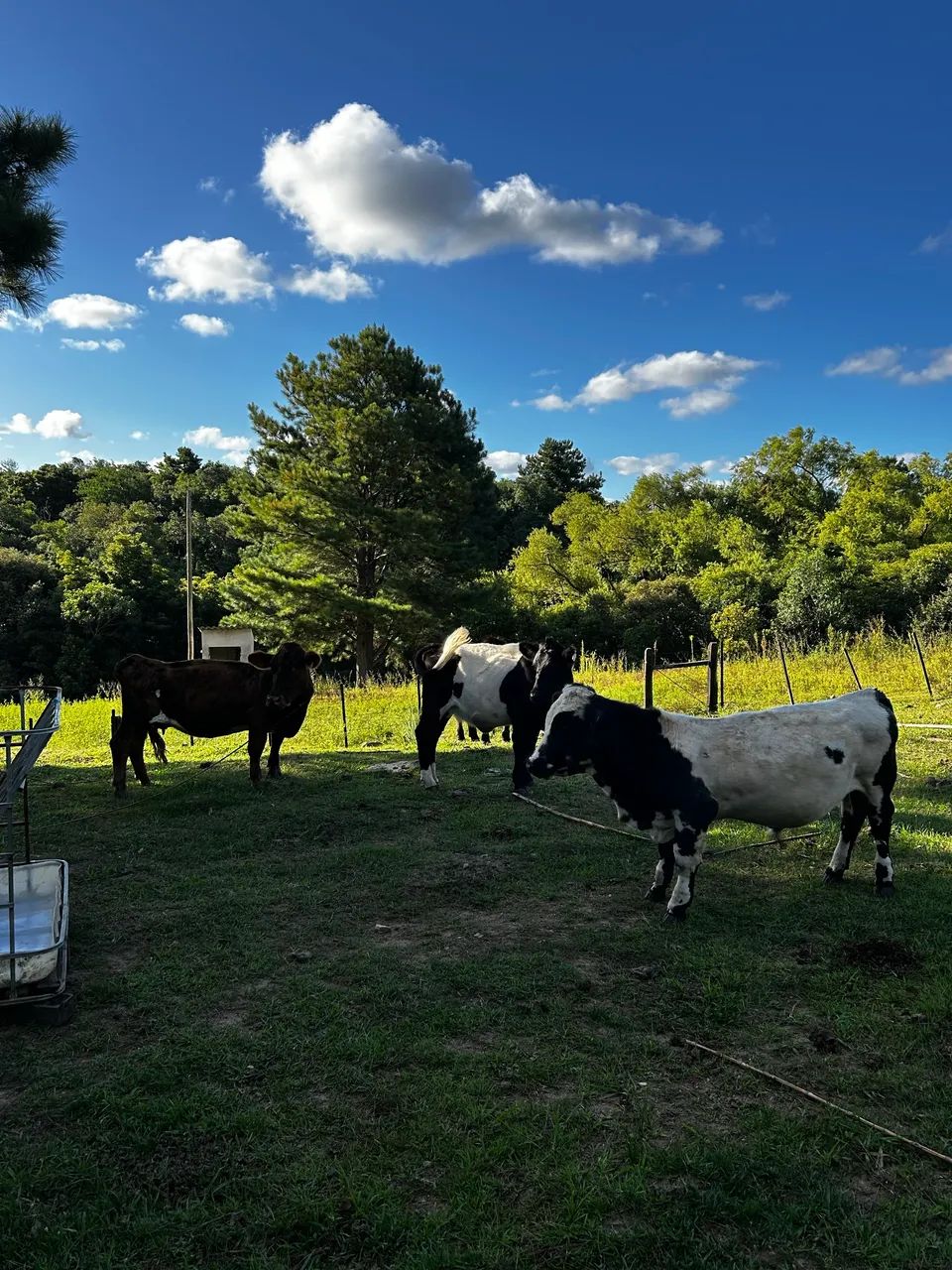 Mini vacas  - Foto 2