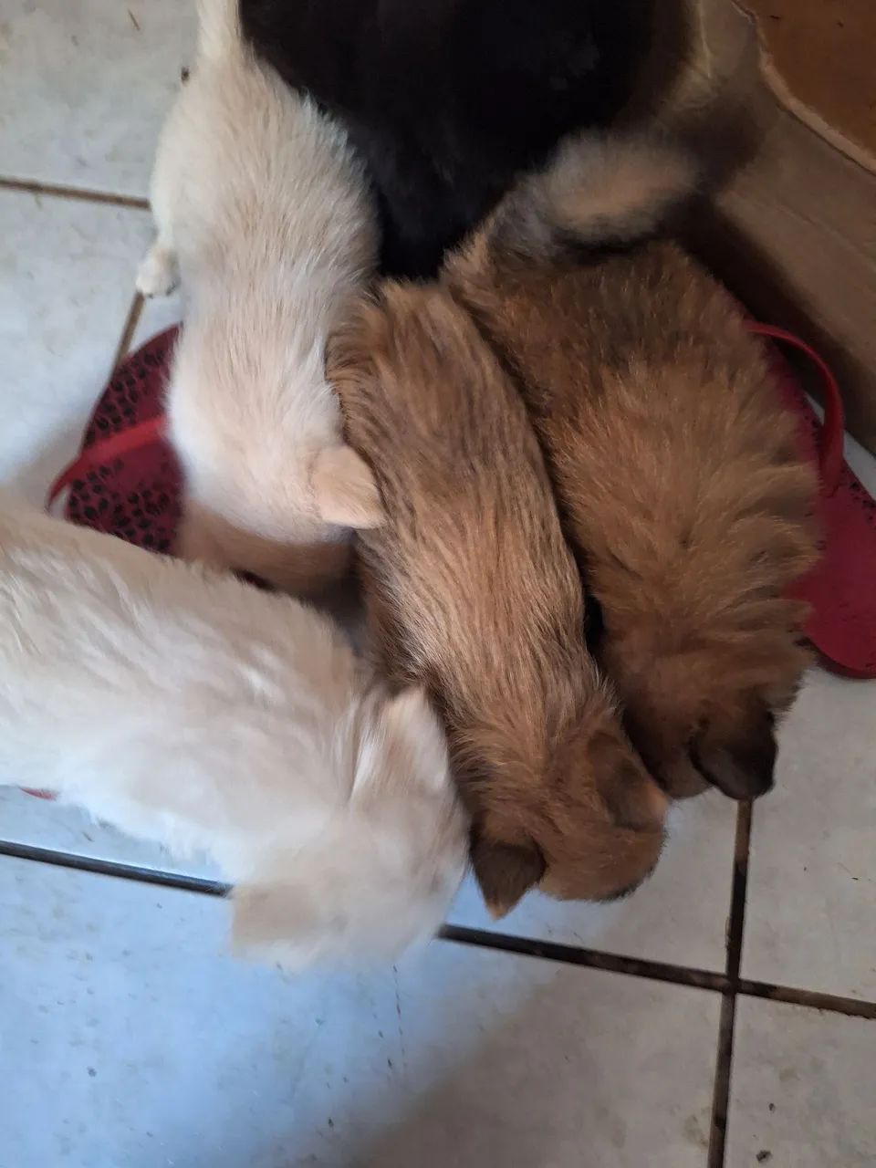 Cachorro split alemão  - Foto 2