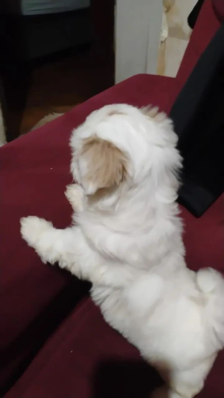 Cachorro raça shih Tzu - Foto 3