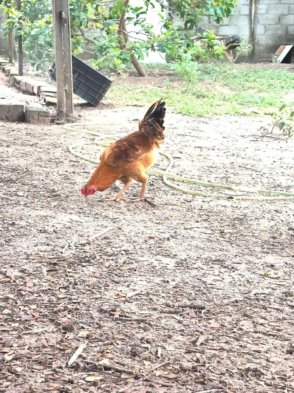 Frango caipira  - Foto 3