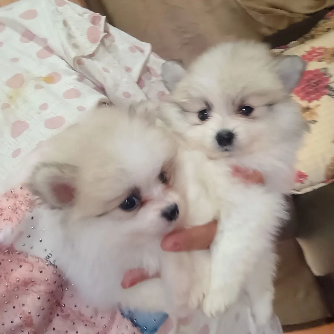 Bbs de quatro patas 