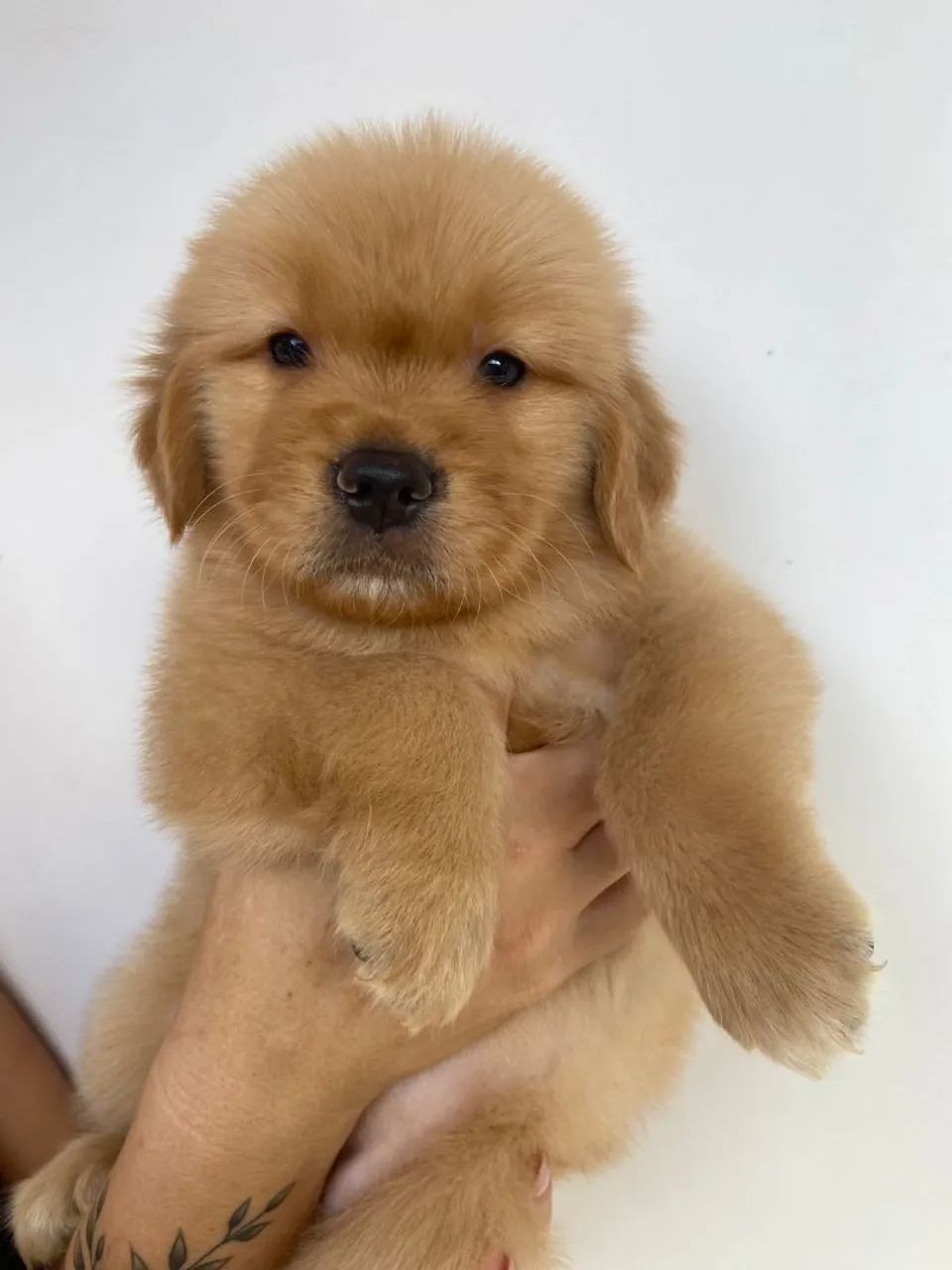 Golden  retrivier  - Foto 5