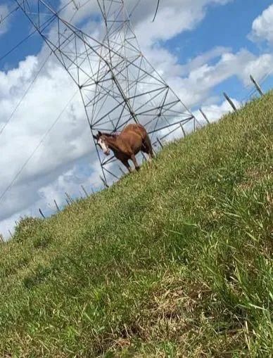 Vendo alazão com sela e tudo  - Foto 4