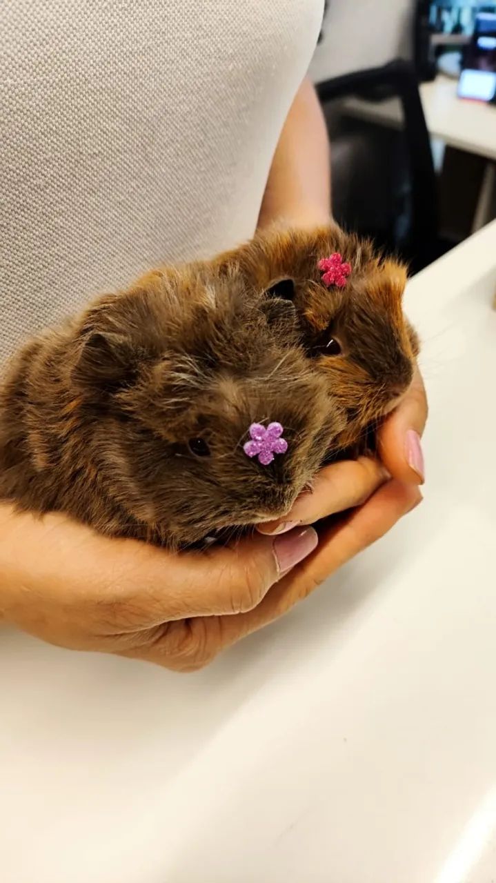 Filhotinhos de Porquinho da india - Foto 5