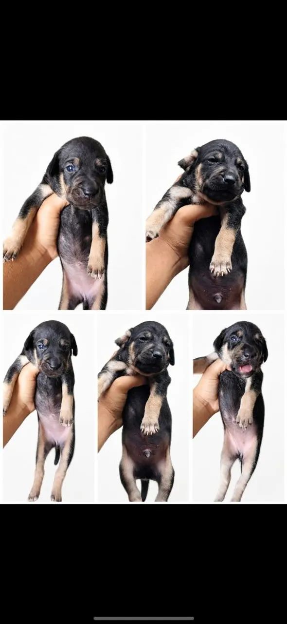 Cachorro - Foto 4