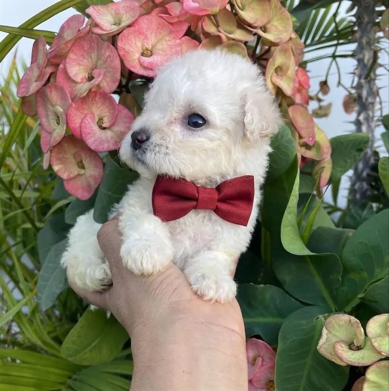 Poodle toyzinho  - Foto 5