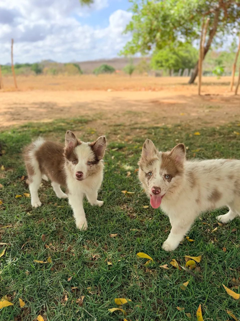 Filhotes de border collie - Foto 2