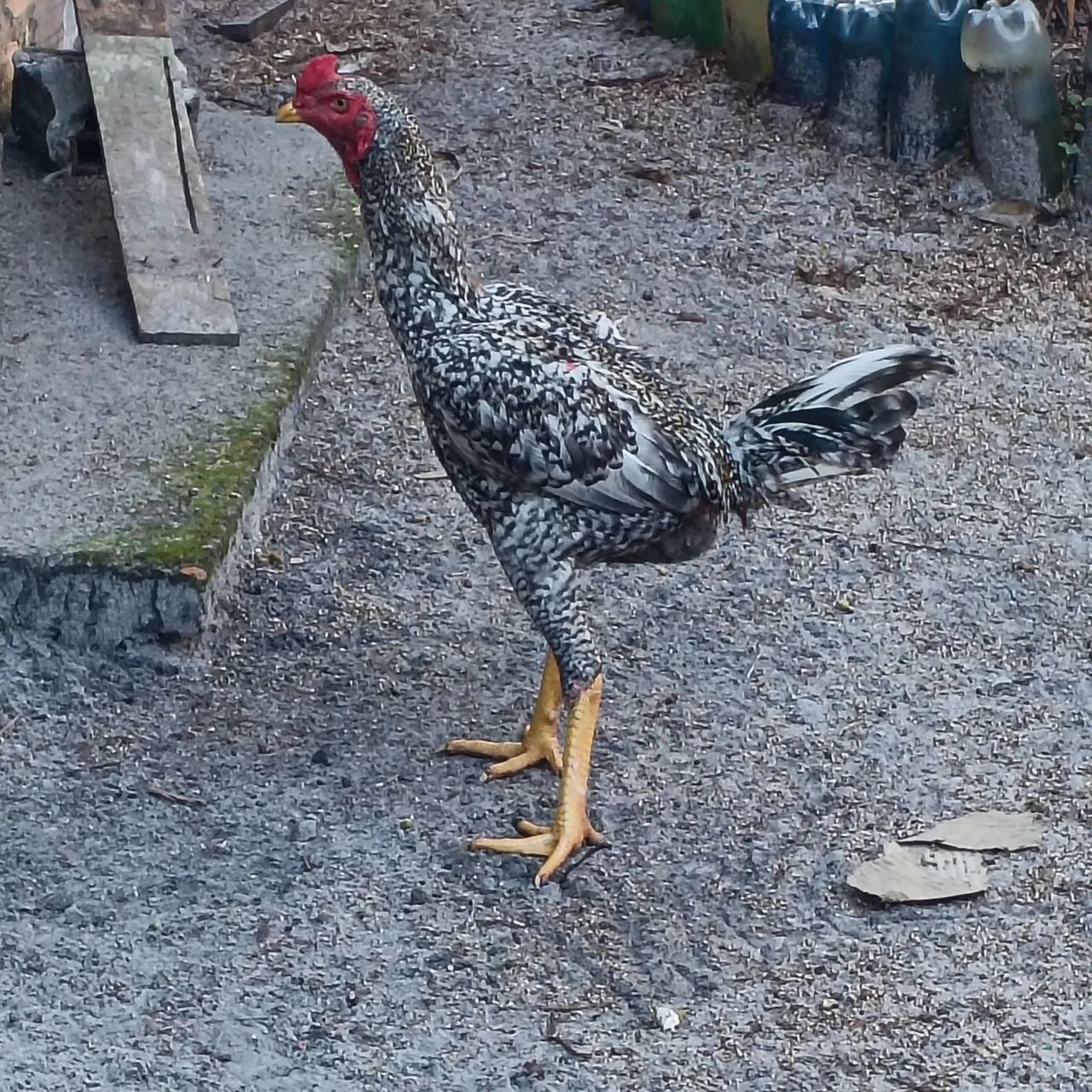 Frango mura