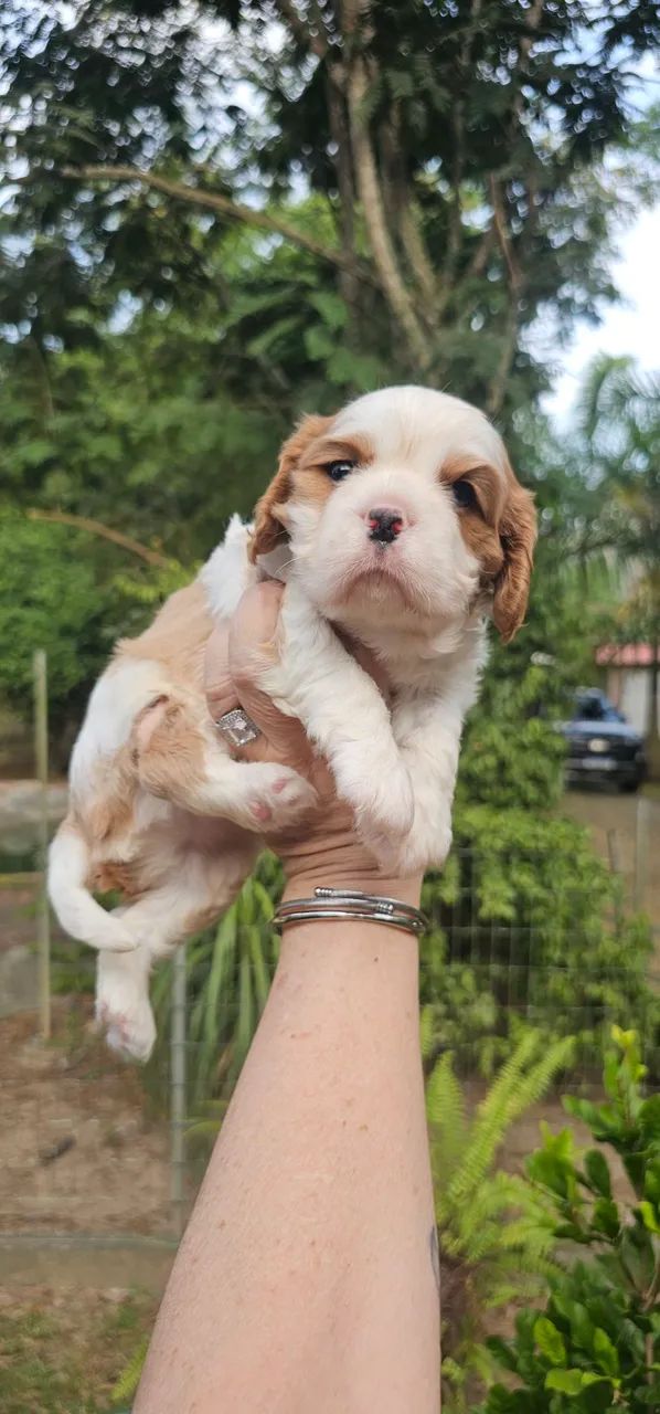 Cavalier King Charles Spaniel Macho Blenheim - Foto 5