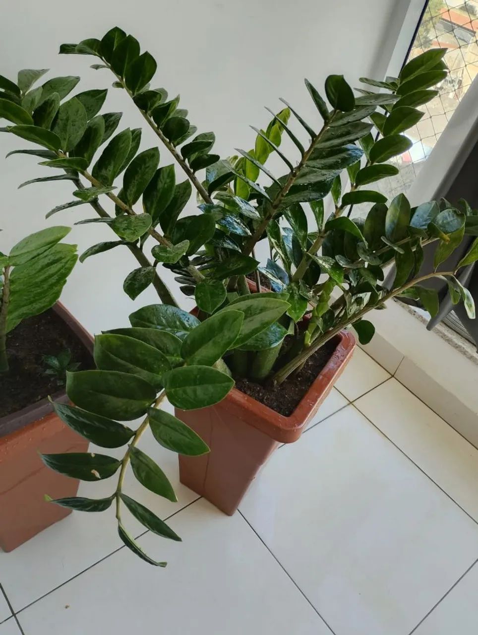 Planta Zamioculca - Foto 2