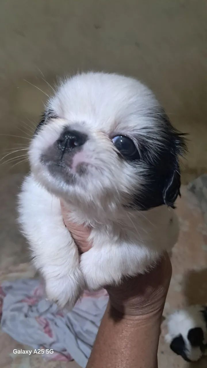 Shih-tzu filhotes  - Foto 2