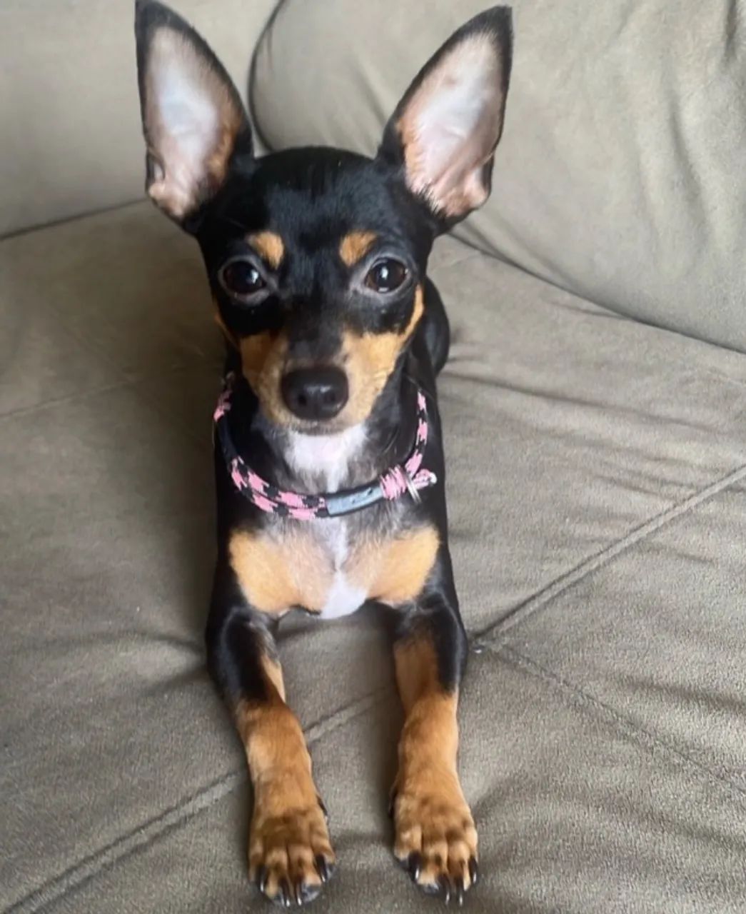 Pinscher  - Foto 2