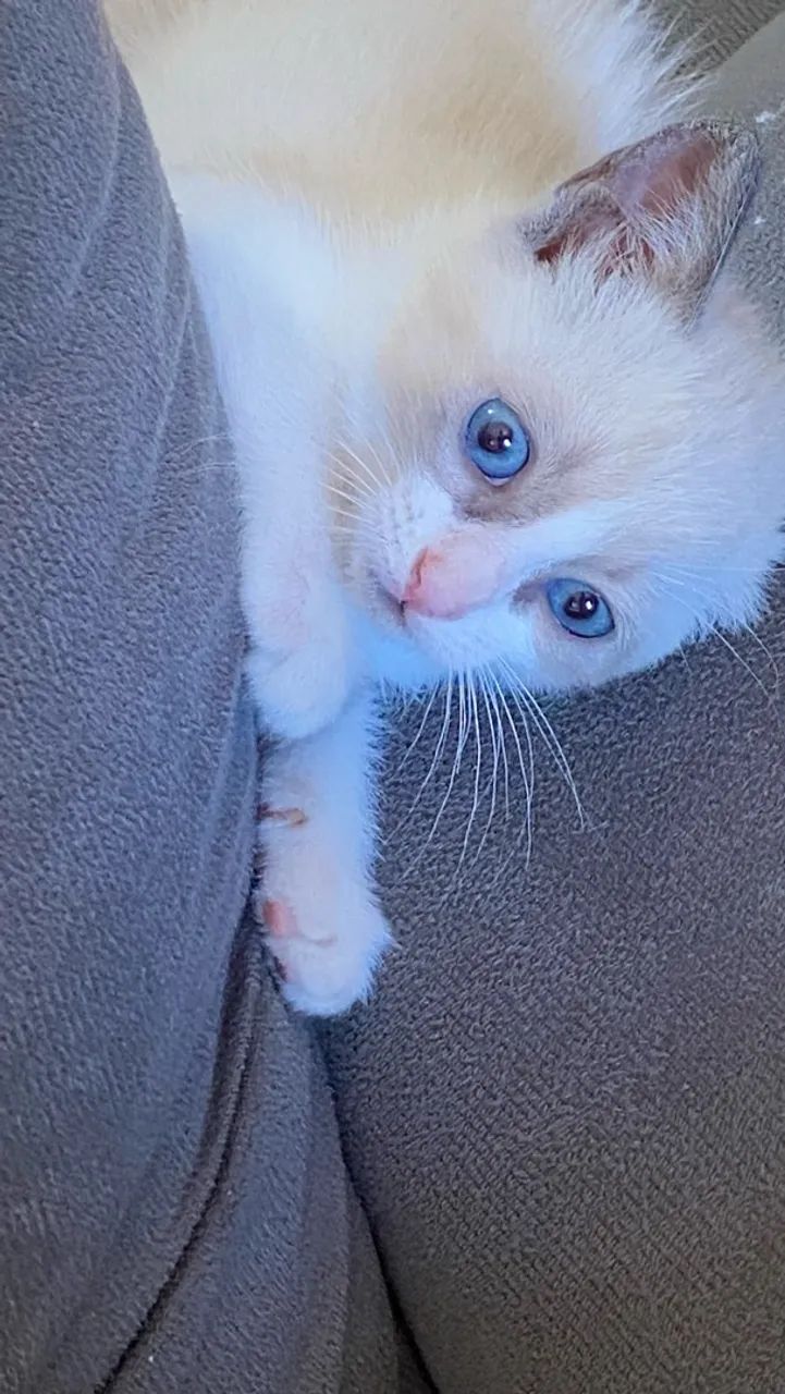 GATO SIAMÊS  - Foto 2