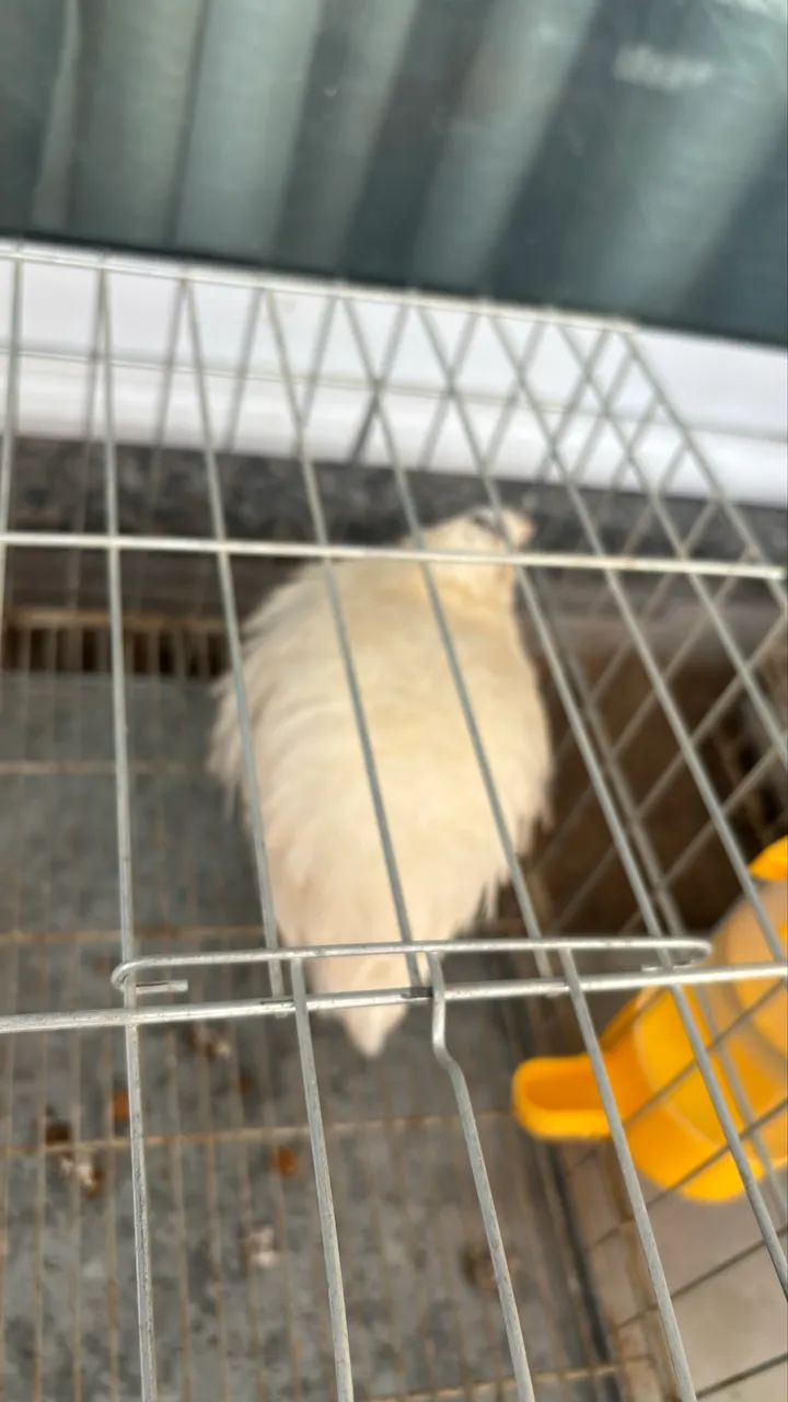 Codorna fêmea gigante em postura  - Foto 2