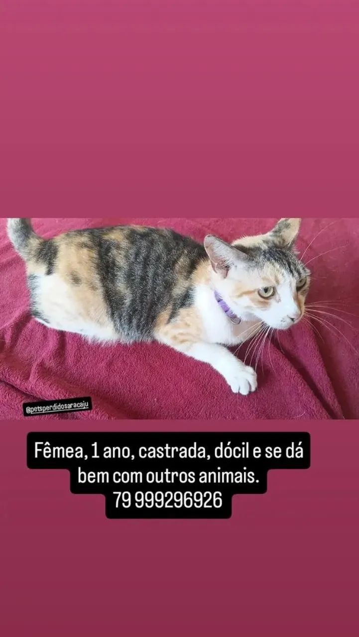 Doação gatinha castrada