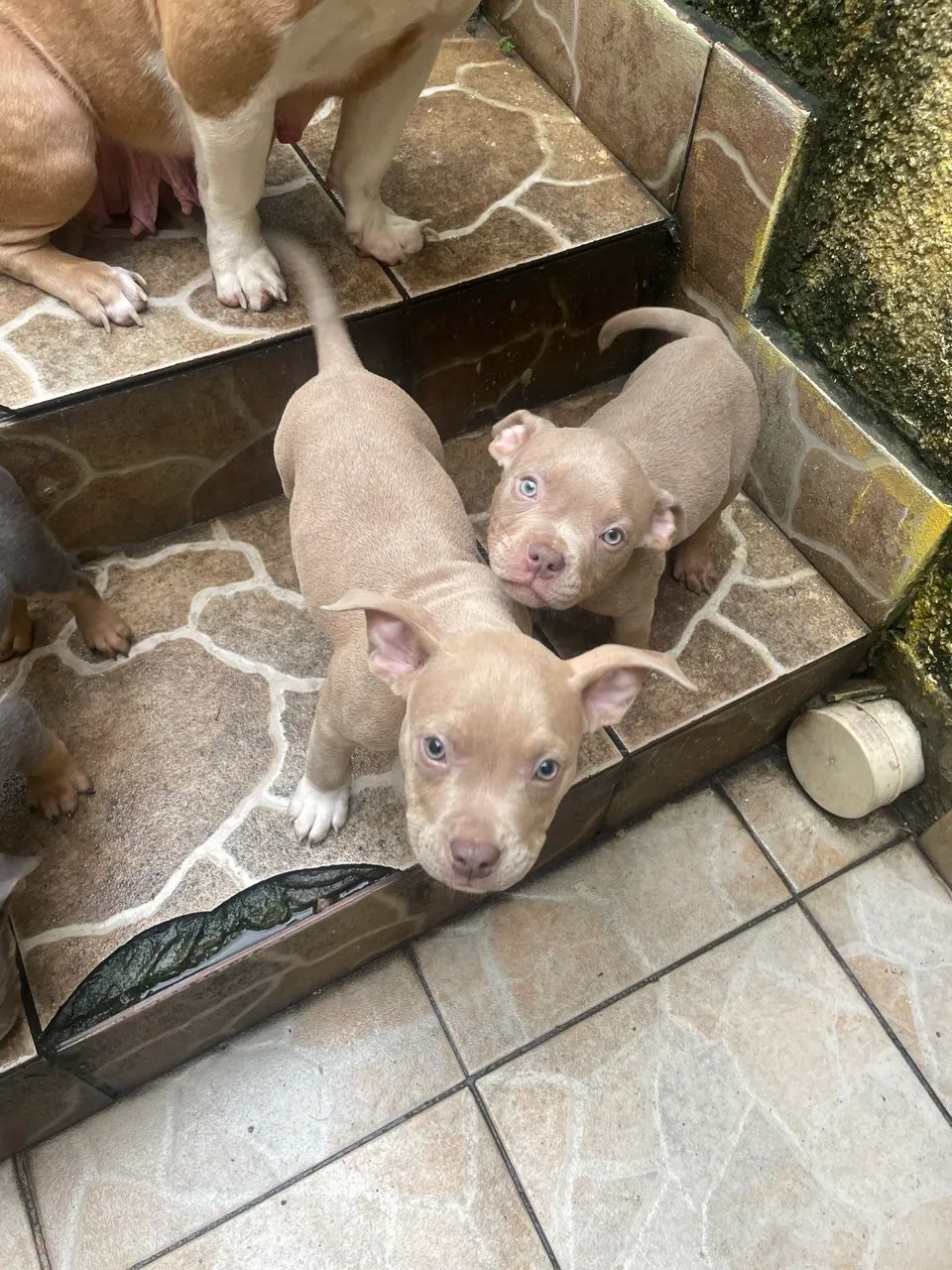 American Bully  - Foto 2