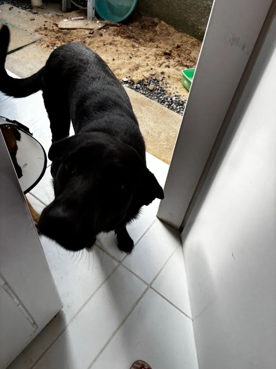Para adoção  responsável um lar de raça  - Foto 2