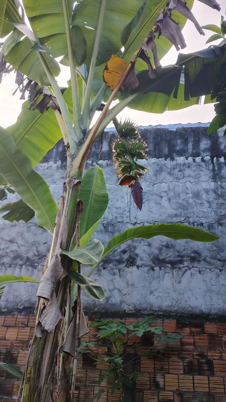 Mudas de LIMÃO TAITI, Acerola e Bananas Baier e prata e coco apartir de 25,00 - Foto 3