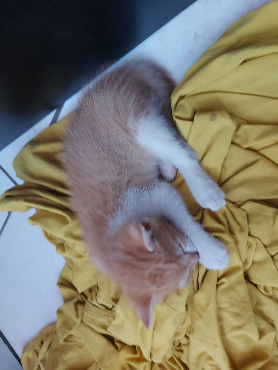 Doa-se gatinhos - Foto 4