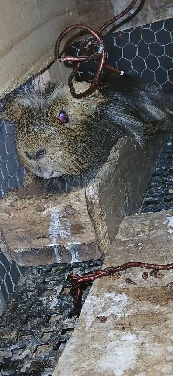 Vendo porquinho da india  - Foto 3