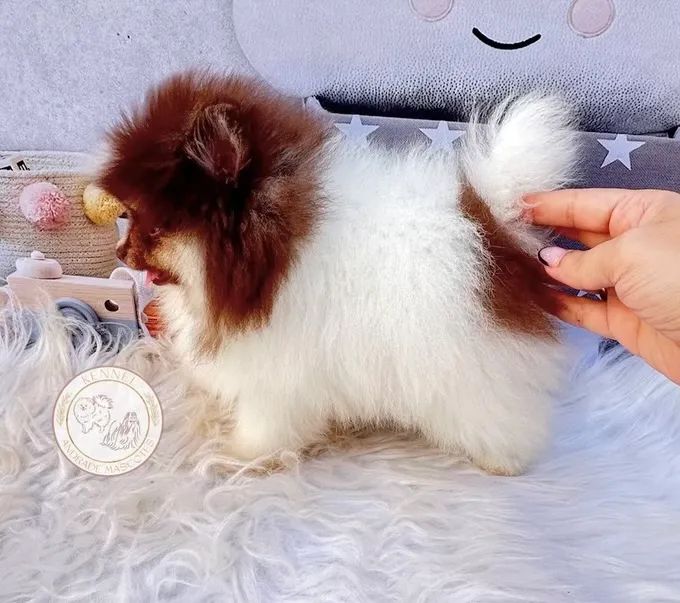 Fêmea de Spitz alemão (Lulu da pomerania)  12x  - Foto 4