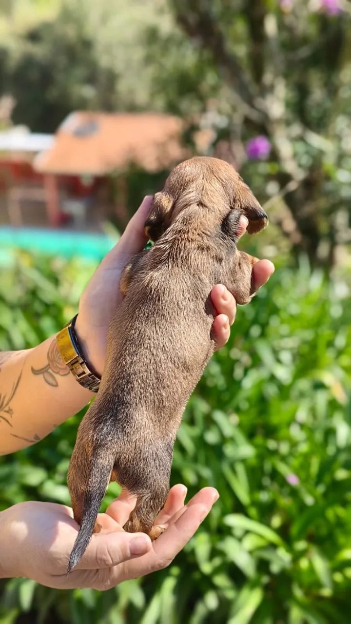 Dachshund Pelo curto - Foto 3