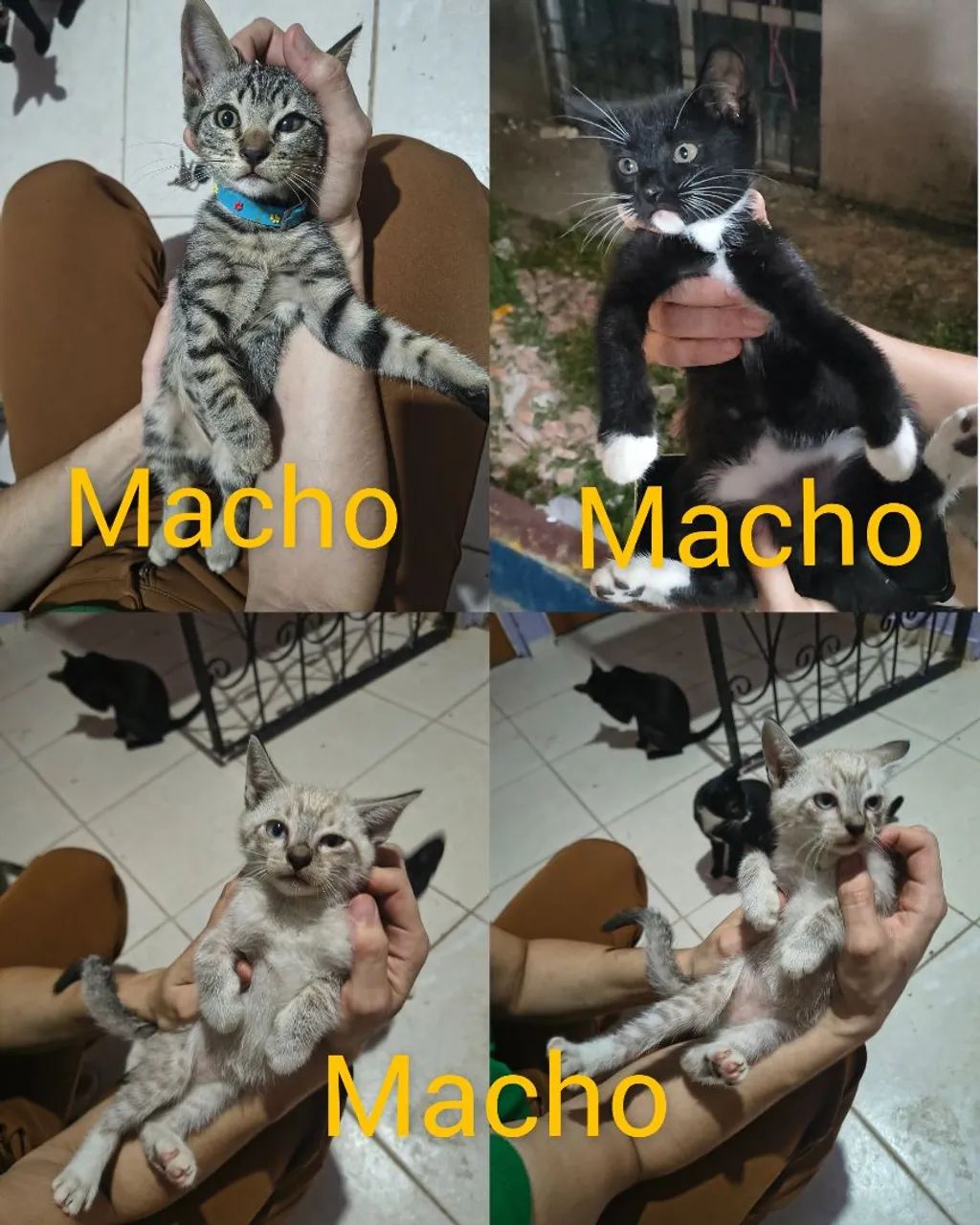 ADOÇÃO RESPONSÁVEL 