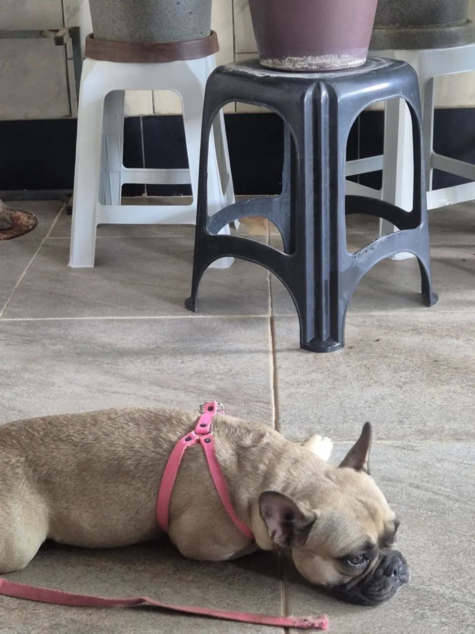 Bulldog francês - Foto 3
