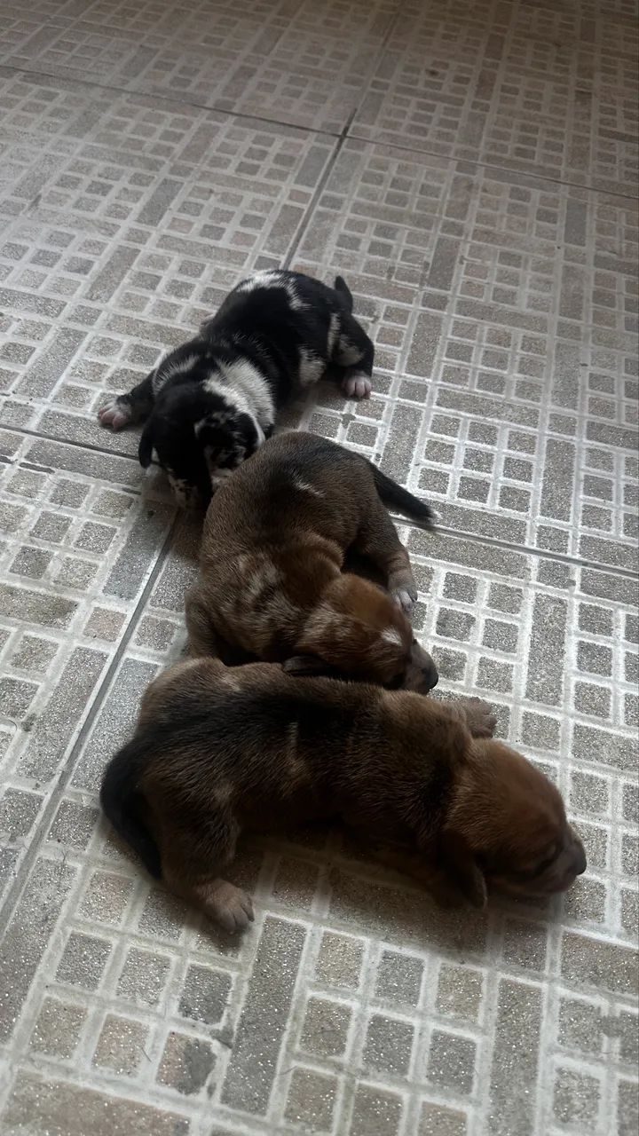 Filhotes de salsicha/Teckel/Basset Dachshund Miniatura/Anão  - Foto 6