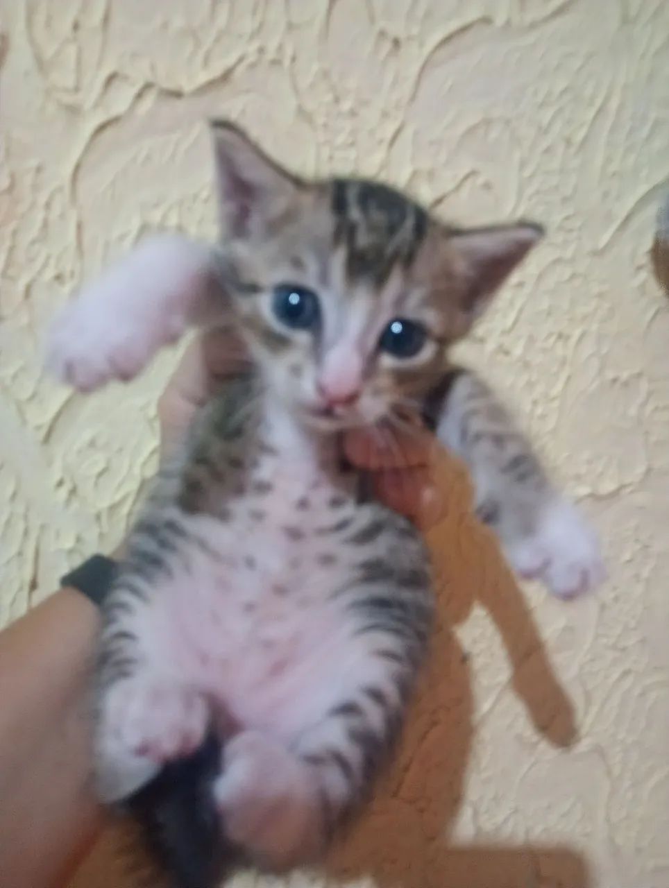doaçao gato - Foto 5