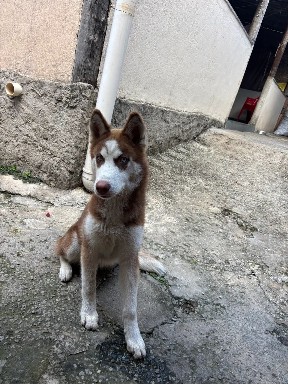 Husk siberiano  - Foto 2
