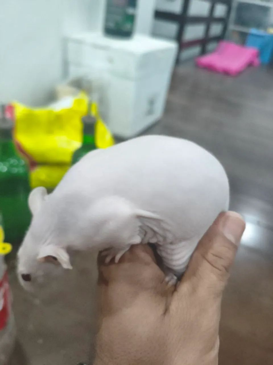 Twister/Mercol Hairless Dumbo - Foto 4