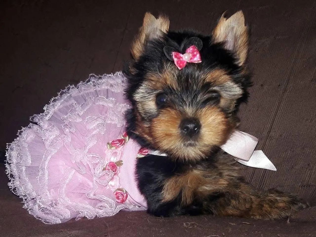yorkshire Pequena Pronta! Microchip!