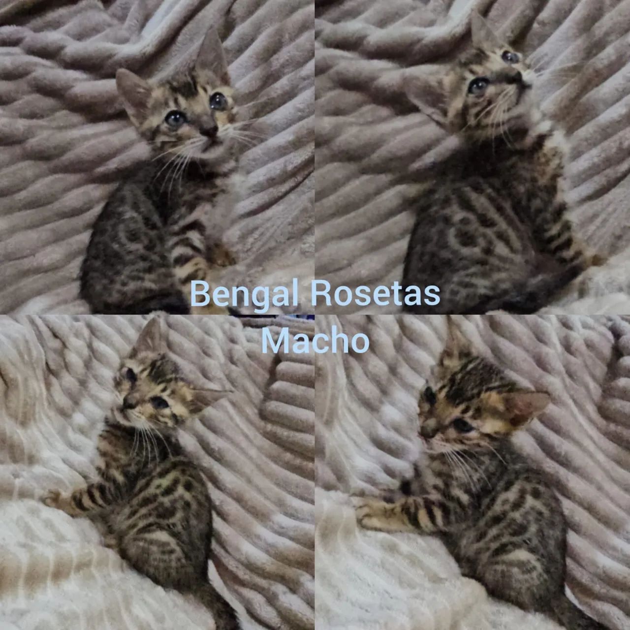 Bengal de Rosetas e Marble Filhotes Gatil BSB Cat - Foto 3
