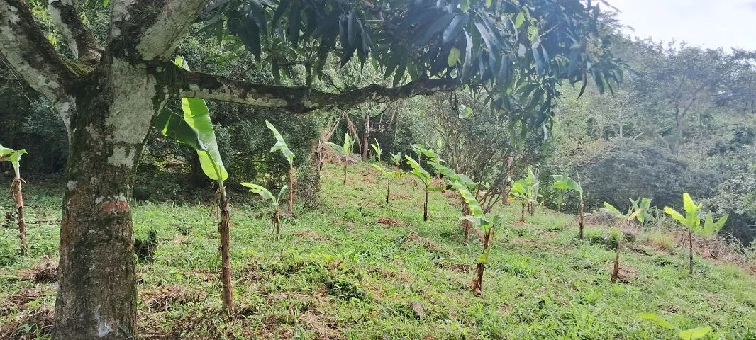 sitio a venda em bananeiras pb