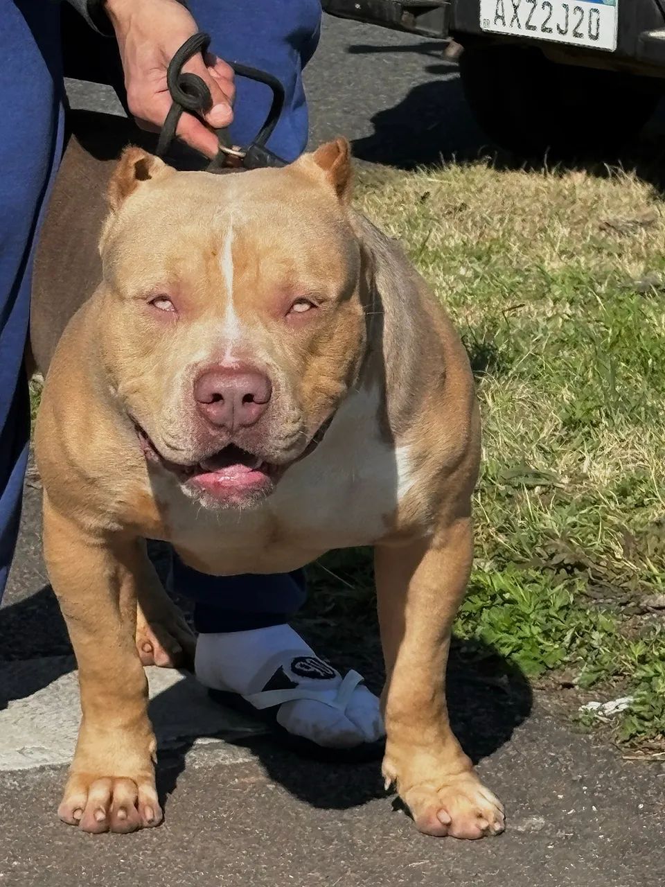 MACHO PIT MONSTER TRI LILAC SABLE DISPONÍVEL PARA VENDA OU